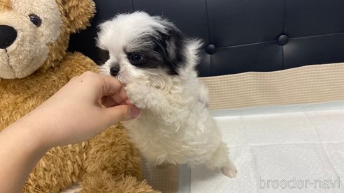 成約済の兵庫県のチワマル:チワワ×マルチーズ-337352の5枚目